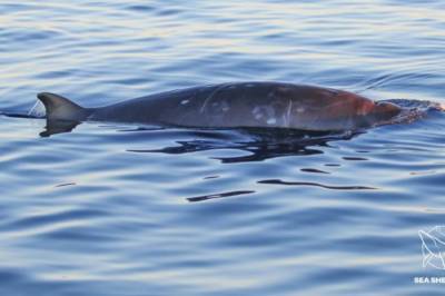 У берегов Мексики зоологи нашли новый вид китов. Видео