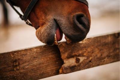 В центре Петербурга лошадь откусила нос назойливому прохожему