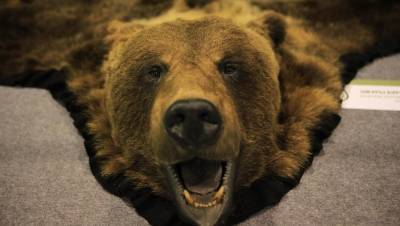 В Вологодской области подсчитали численность медведей