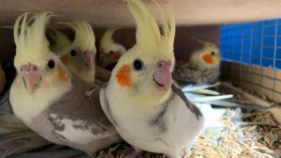В Россельхознадзоре рассказали о "перелетах" попугаев из Пулково