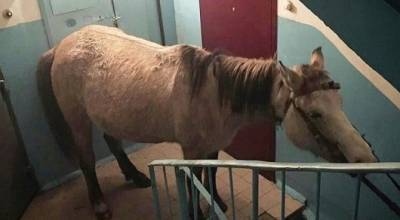 В Санкт-Петербурге конь откусил мужчине нос