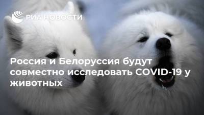 Россия и Белоруссия будут совместно исследовать COVID-19 у животных