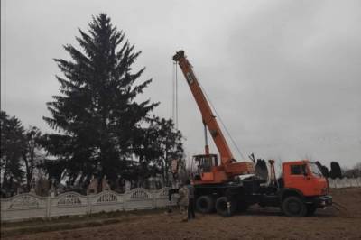 Власти Дубно украсили город новогодней елкой прямиком из кладбища, объяснив что "все мы вышли из земли" (фото, видео)