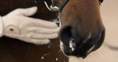 Полез целоваться: в Санкт-Петербурге лошадь откусил нос 25-летнему мужчине