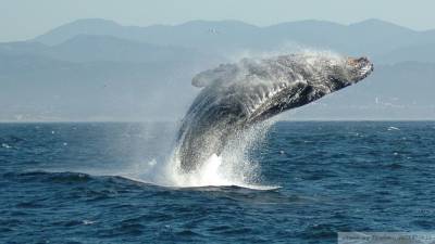 Новый вид клюворылых китов обнаружили у берегов Мексики
