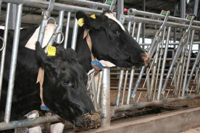Более 20 килограммов молока с одной коровы получают в Липецкой области