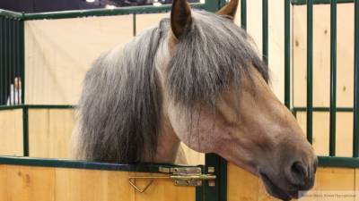 Любителю лошадей откусили нос в центре Петербурга