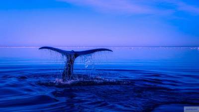 Ученые наткнулись на новый вид клюворылых китов в Мексике