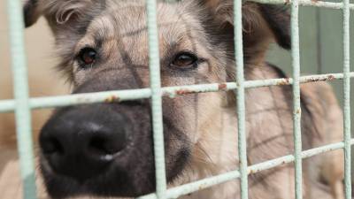 Вышел документальный фильм о приюте для бездомных собак под Иркутском