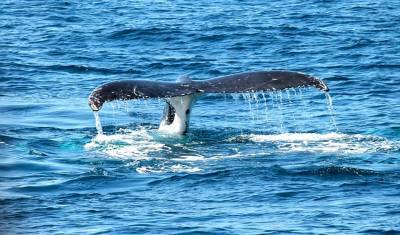 Ученые обнаружили у берегов Мексики новый вид китов
