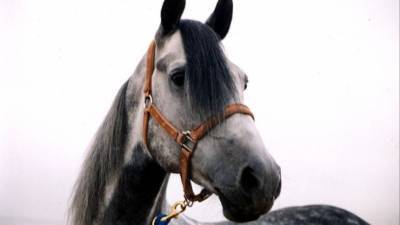 Оставшийся без носа петербуржец назвал условие, при котором простит лошадь