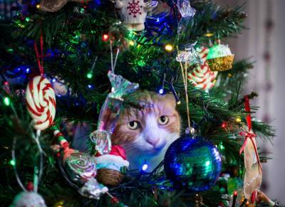 Эксперт дала советы, как отвадить кошку от новогодней елки