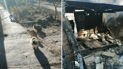 Пожар в частном приюте в Воронежской области оставил на морозе 20 кошек
