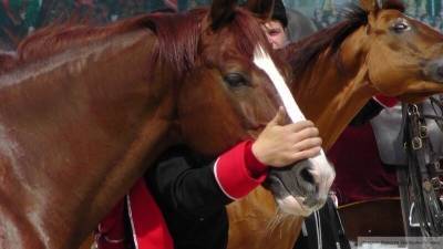 Момент поцелуя пьяного петербуржца с конем попал на видео