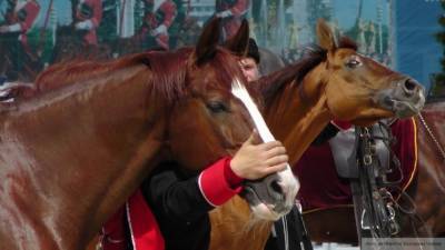 Целующий лошадь петербуржец с откусанным носом попал на видео - polit.info - Петербург