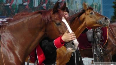 Камеры зафиксировали поцелуй лошади и лишившегося носа петербуржца