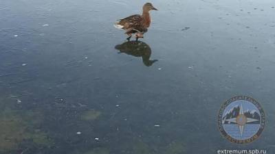 За три дня в Петербурге спасли 13 примёрзших ко льду птиц