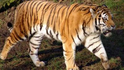 Дело об убийстве амурского тигра Павлика передано в суд