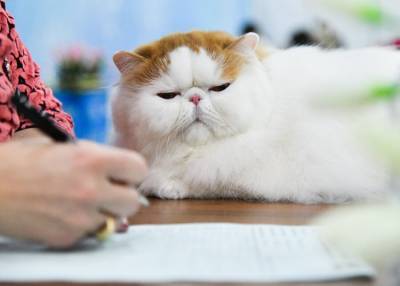 Ученые заявили, что кошачьи царапины могут вызвать расстройства психики