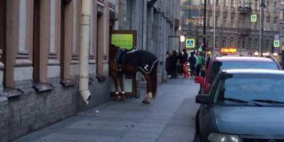 Лошадь откусила петербуржцу нос — полиция