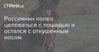 Россиянин полез целоваться с лошадью и остался с откушенным носом
