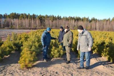 Лесоводы Тамбова перевыполнили план по выращиванию посадочного материала