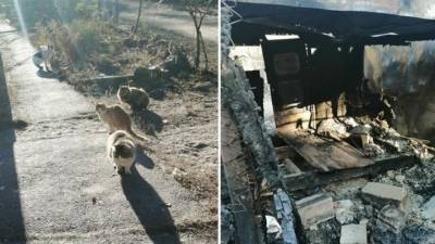 Под Воронежем сгорел кошкин дом: на морозе остались 20 животных