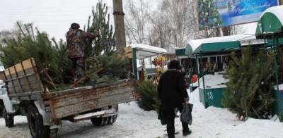 В Чернигове выбрали места для продажи новогодних елок