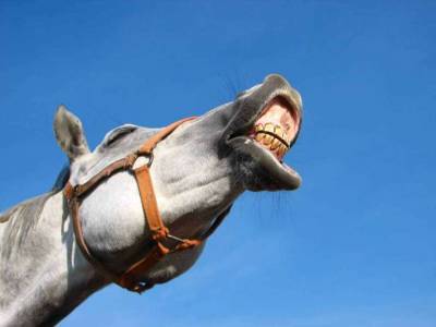 В центре «северной» столицы РФ лошадь откусила нос подвыпившему ухажеру