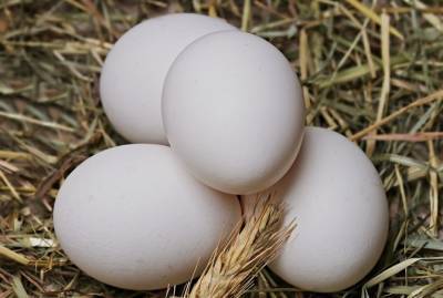 В Латвии нашли сальмонеллу в украинских яйцах: продукцию везли в Литву