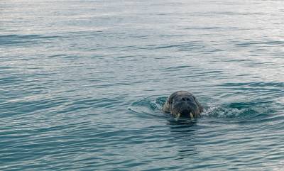 Обитатели дельфинария на Крестовском отправились на Чёрное море