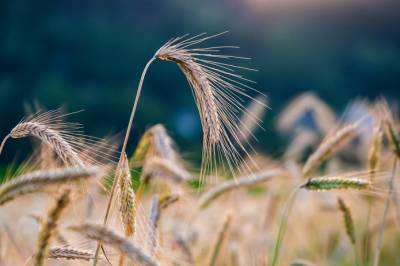 Прогноз: ЕС соберет больше зерна и рапса в 2021 году