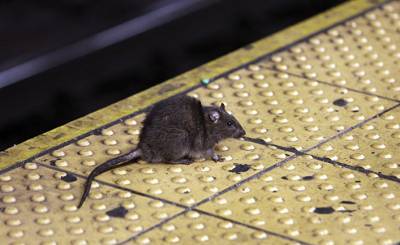 The Guardian (Великобритания): крысы осаждают закусочную в Нью-Йорке и даже набрасываются на персонал