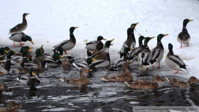 В Петербурге за три дня спасли 13 примерзших ко льду птиц