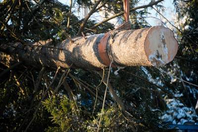 Власти Подмосковья анонсировали меры против незаконной вырубки елок