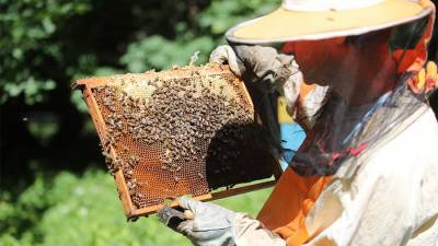 Ученые предложили использовать пчелиный яд против COVID-19