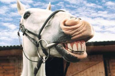 В России конь не понял ухаживаний мужчины и откусил ему нос