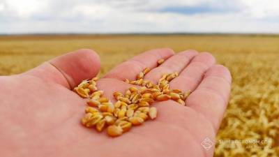 Украина из-за пандемии существенно снизила импорт семян