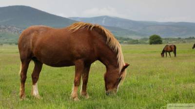 США пополнили свой санкционный список тренером лошадей Кадырова