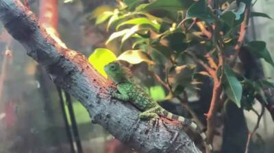 В Московском зоопарке родились краснокнижные лесные драконы (Видео)