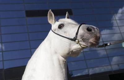 Откусила нос: лошадь изуродовала жителя Санкт-Петербурга