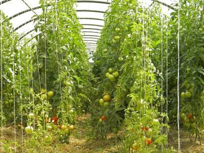 Учёные вывели ГМО-помидоры с целью получения лекарства от болезни Паркинсона