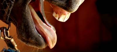 Лошадь откусила нос жителю Петербурга, когда он полез к ней целоваться (ВИДЕО)