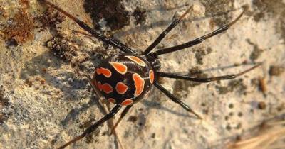 Ростовскую область заполонили смертельно опасные пауки