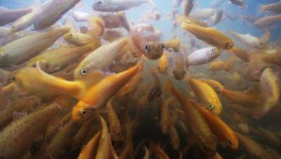В целях экономии: производство кормов для рыб в Ленобласти сделают бережливее