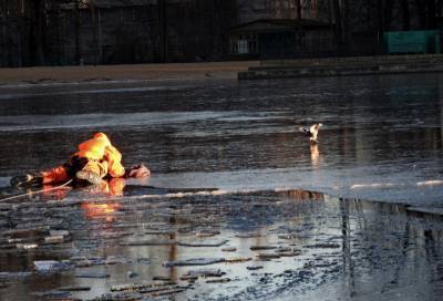 В Петербурге за три дня из водоемов спасли 13 примерзших птиц