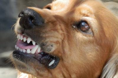 Брянский чиновник предстанет перед судом за смерть трех женщин от нападения собак