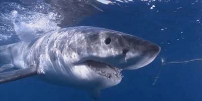 «Ударил грузовик»: как австралиец пережил нападение большой белой акулы