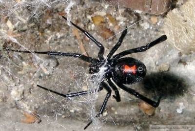 Ростовчане пожаловались на нашествие смертельно опасных пауков-каракуртов