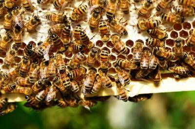Немецкие ученые предположили, что при COVID-19 поможет пчелиный яд